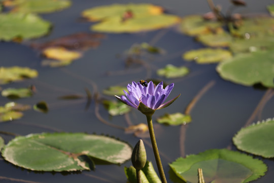 花与蜂