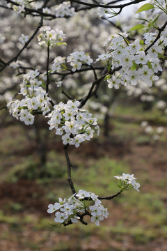 梨花