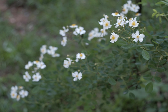 野蔷薇花