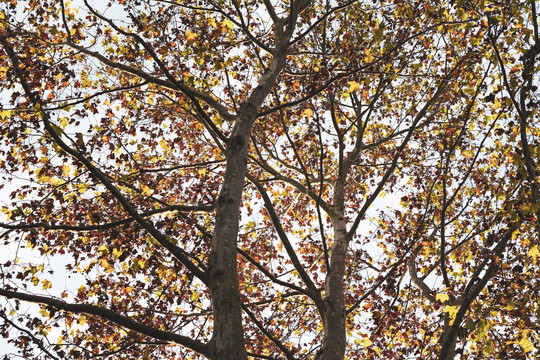 树叶背景