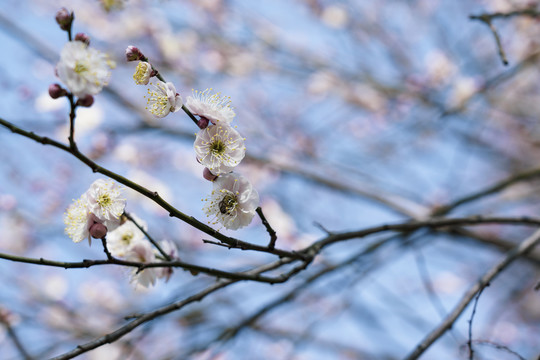 梅花