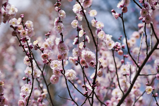 粉色梅花