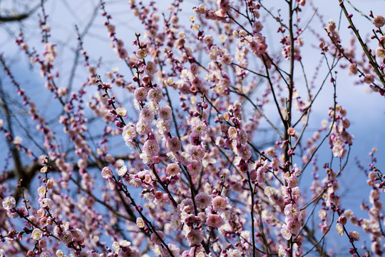 梅花