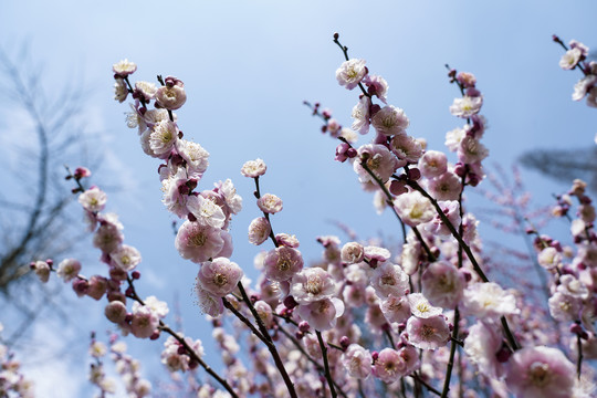 梅花枝头