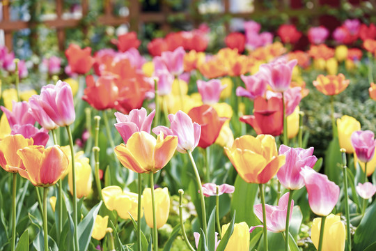 郁金香花海