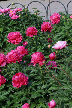 芍药花