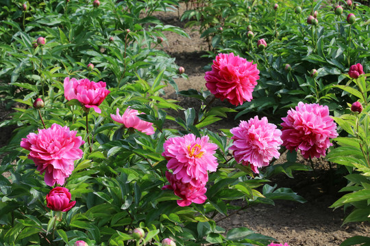 芍药花