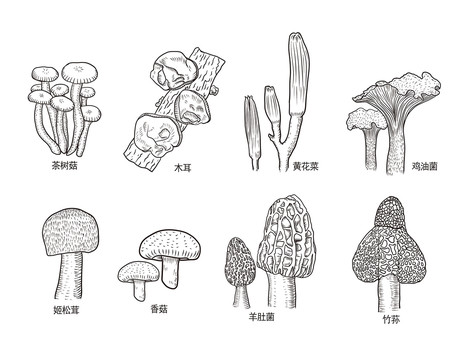 手绘菌菇