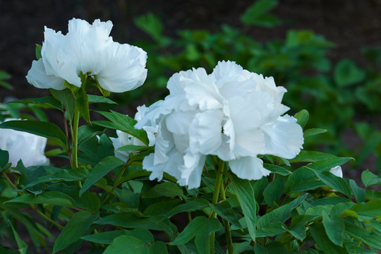 白色芍药花