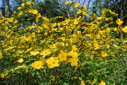 迎春花