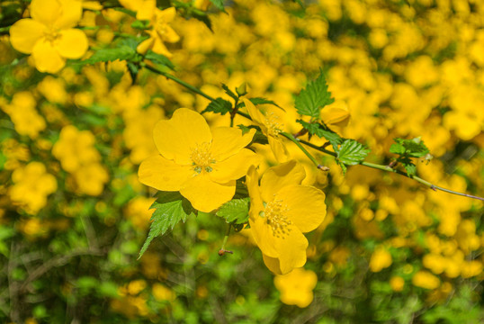 迎春花