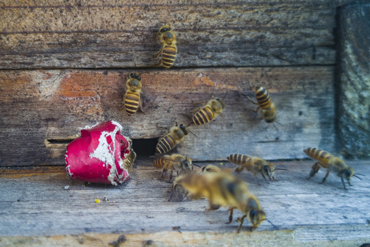 土蜂养殖