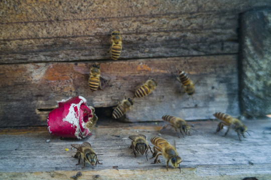 土蜂养殖