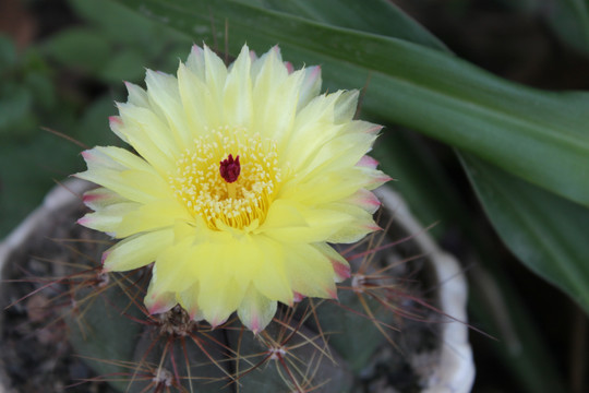 仙人球花