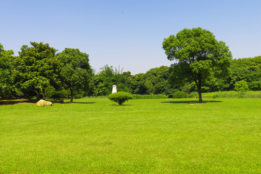 阳光树林草坪