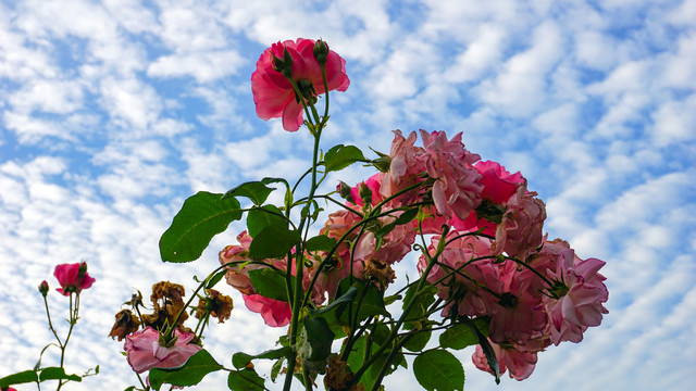 玫瑰花一
