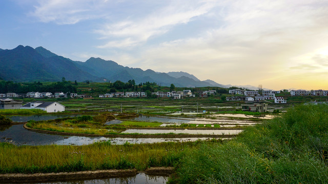 中峰稻田风光