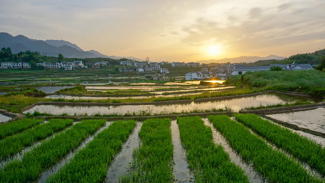 中峰稻田三