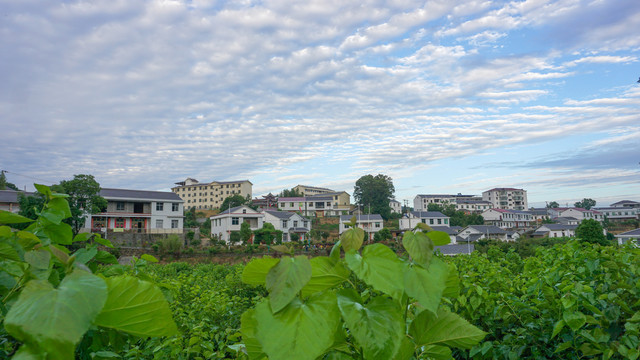 龙坝桑葚园