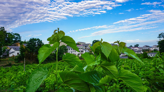 龙坝桑葚蓝天