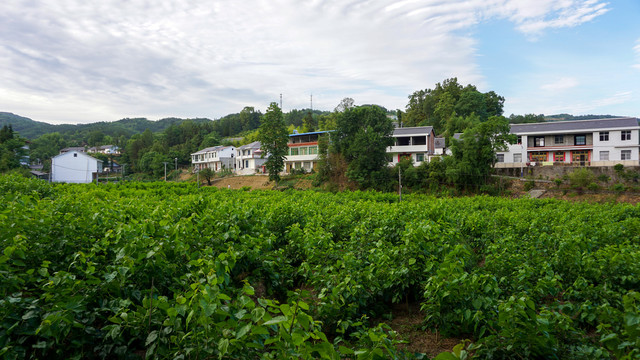 龙坝桑葚二