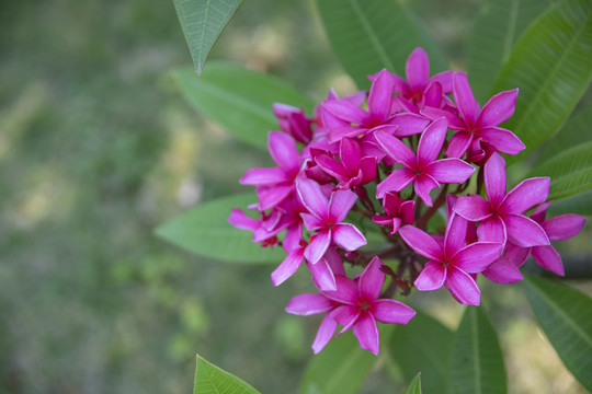 蛋黄花