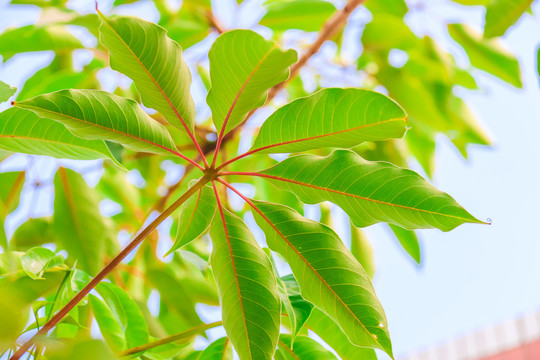 夏天的气息