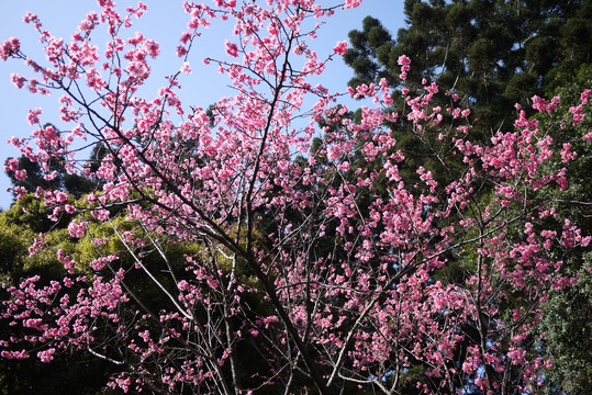 樱花