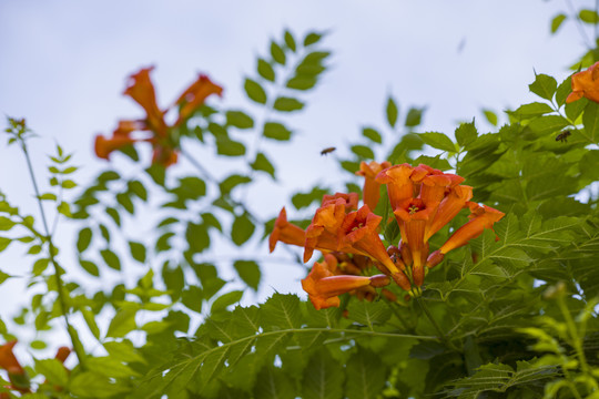 凌霄花