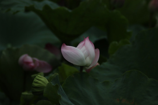 自然景色荷花莲花