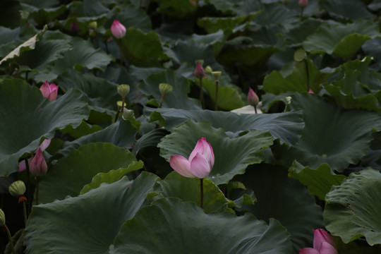 池塘里的荷花莲花