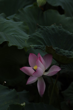 高清特写的荷花