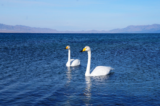 新疆北疆赛里木湖白天鹅