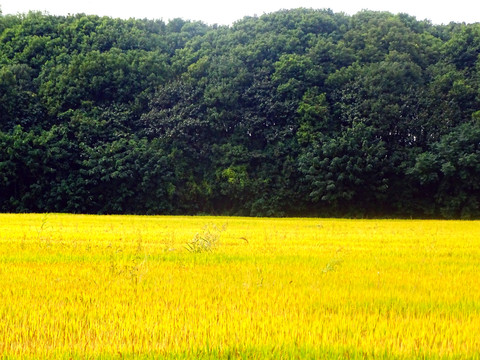 水稻田