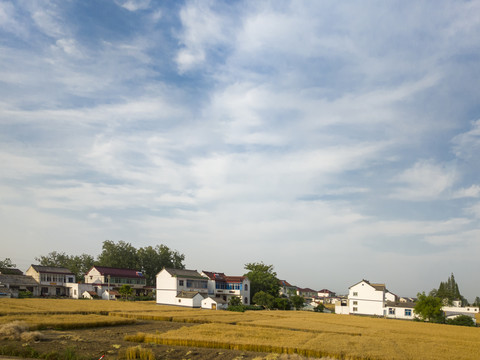 夏日苏北田园风光8