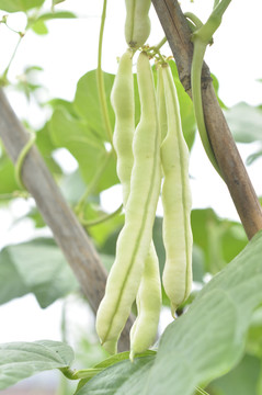 四季豆