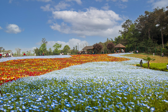 四川成都石象湖花海