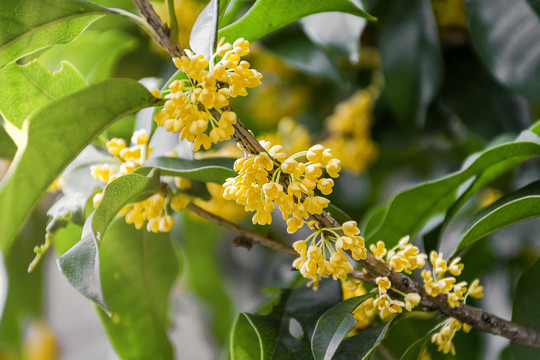 一枝桂花金桂