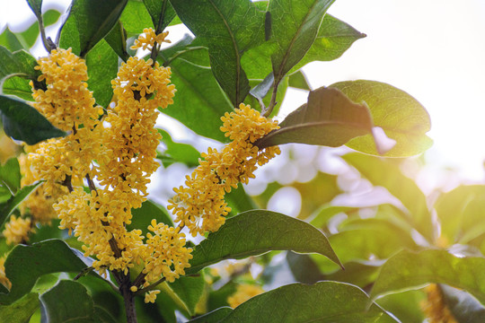 桂花金桂