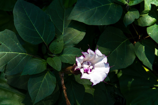紫花重瓣曼陀罗