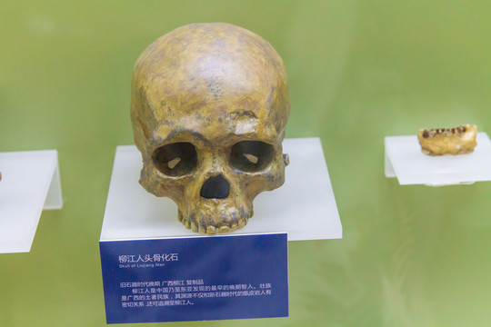 广西民族博物馆柳江人头骨化石