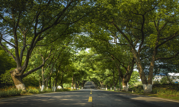 林荫大道