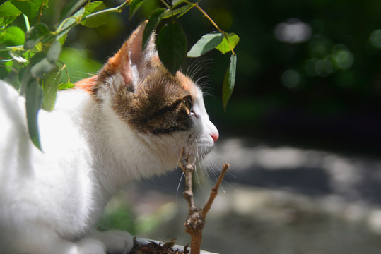 花丛中练习捕猎的中华田园猫