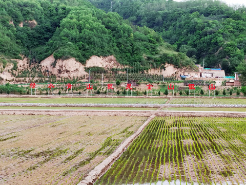 南泥湾水稻田风光