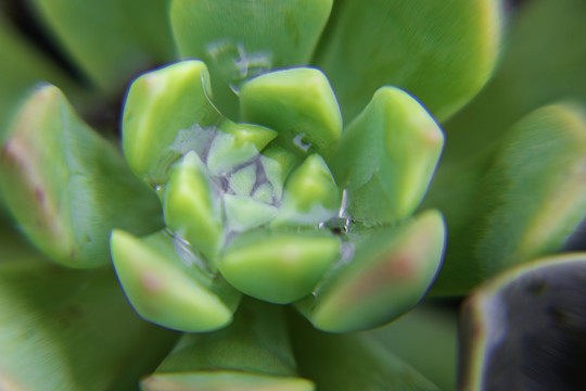 多肉植物