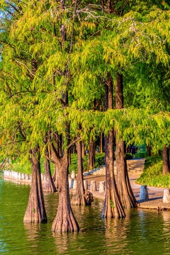 广东深圳洪湖公园落羽杉风景林