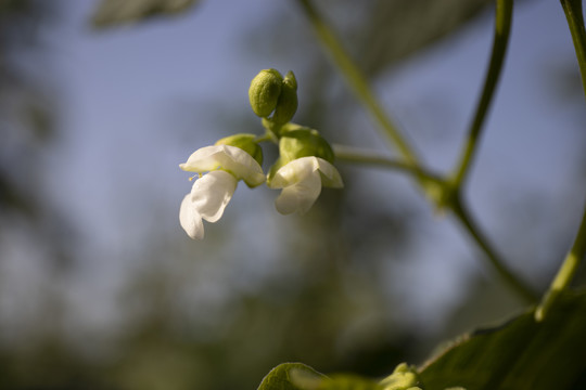 豇豆开花