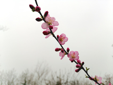 山桃花