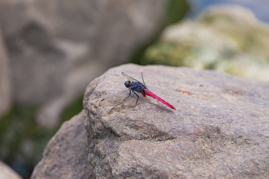肇庆波海公园内的红色蜻蜓