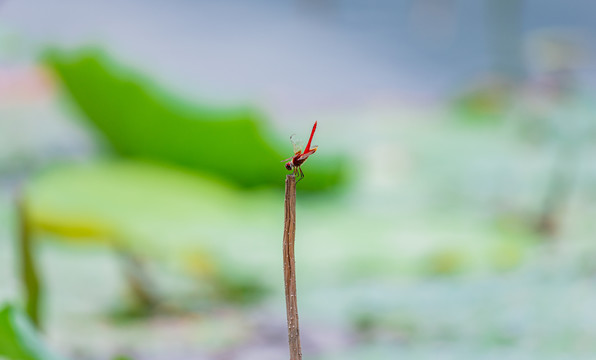 荷花池上的红色蜻蜓